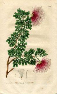 1816ǯ Edwards Botanical Register No.129 ޥ ꥢɥ° INGA purpurea