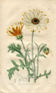 1816ǯ Edwards Botanical Register No.130  ϥ⥮° ARCTOTIS maculata