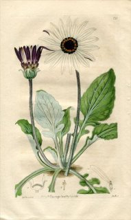 1816ǯ Edwards Botanical Register No.131  ϥ⥮° ARCTOTIS tricolor
