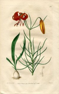 1816ǯ Edwards Botanical Register No.133  ° ȥϥ LILIUM pumilum