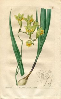 1816ǯ Edwards Botanical Register No.135  ե꡼° TRITONIA refracta