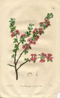 1816ǯ Edwards Botanical Register No.136 Х ° PRUNUS prostrata