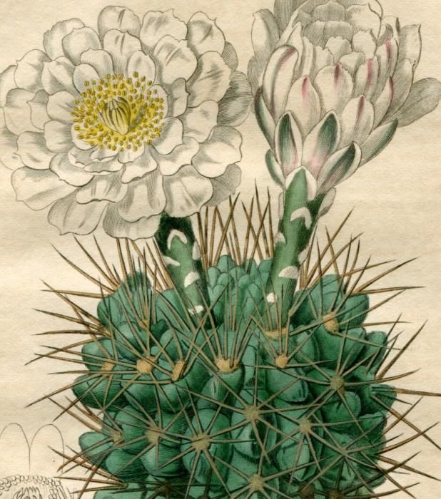 1816年 Edwards Botanical Register No.137 サボテン科 1816年 Edwards Botanical Register No.137 サボテン科