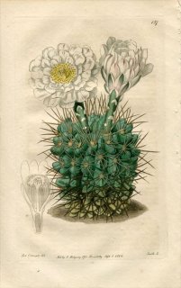 1816ǯ Edwards Botanical Register No.137 ܥƥ Υꥭ° CACTUS gibbosus ¿ʪ
