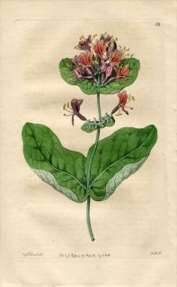 1816ǯ Edwards Botanical Register No.138  ° ĥ̥˥ɥ LONICERA dioica