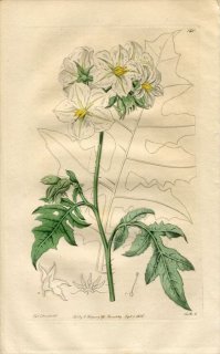 1816ǯ Edwards Botanical Register No.140 ʥ ʥ° ϥʥ SOLANUM decurrens