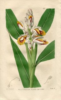 1816ǯ Edwards Botanical Register No.141 祦 ϥʥߥ祦° ALPINIA calcarata