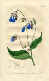 1816ǯ Edwards Botanical Register No.146 饵 ϥޥ٥󥱥° PULMONARIA paniculata