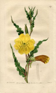 1816ǯ Edwards Botanical Register No.147 Хʲ ޥĥ襤° ޥĥ襤 OENOTHERA odorata
