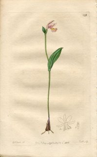 1816ǯ Edwards Botanical Register No.148  ȥ° POGONIA ophioglossoides