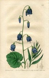 1816ǯ Edwards Botanical Register No.149 祦 ĥꥬͥ˥󥸥° CAMPANULA coronata
