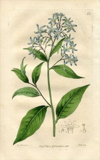 1816ǯ Edwards Botanical Register No.151 祦ȥ 祦° 硼󥺥֥롼 AMSONIA latifolia