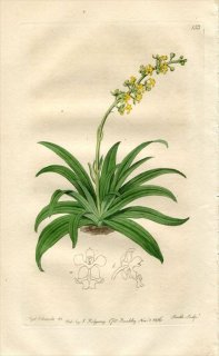 1816ǯ Edwards Botanical Register No.153  ץ° CRYPTARRHENA lunata