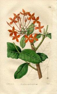 1816ǯ Edwards Botanical Register No.154 Ͳ ° IXORA grandiflora