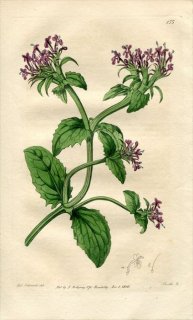 1816ǯ Edwards Botanical Register No.155  եǥ° VALERIANA Cornucopiae