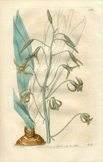 1816ǯ Edwards Botanical Register No.156  ǥץǥ° UROPETALON glaucum