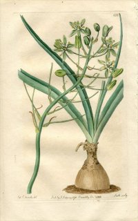 1816ǯ Edwards Botanical Register No.158  ޥ° ORNITHOGALUM prasinum