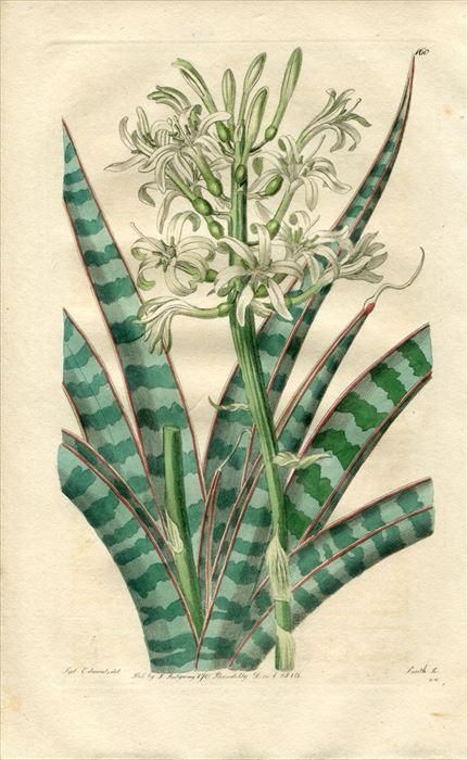 絵画　青と植物 ファイル:Vincent van Gogh - Wheat Field with Cypresses