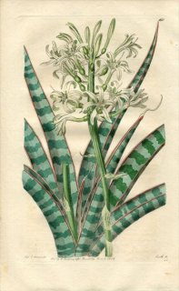 1816ǯ Edwards Botanical Register No.160  ȥ° SANSEVIERA zeylanica 󥻥٥ꥢ