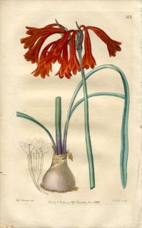 1817ǯ Edwards Botanical Register No.162 ҥХʲ 륿ĥ° CYRTANTHUS collinus