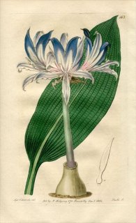 1817ǯ Edwards Botanical Register No.163 ҥХʲ ե˥° AMARYLLIS hyacinthina