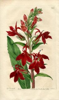 1817ǯ Edwards Botanical Register No.165 祦 ߥ° ٥˥Хʥ葉祦 LOBELIA fulgens