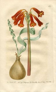 1817ǯ Edwards Botanical Register No.167 ҥХʲ 륿ĥ° CYRTANTHUS spiralis 륿󥵥 ¿ʪ