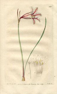 1817ǯ Edwards Botanical Register No.168 ҥХʲ 륿󥵥 CYRTANTHUS uniflorus