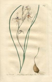 1817ǯ Edwards Botanical Register No.169  饸饹° GLADIOLUS edulis