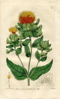 1817ǯ Edwards Botanical Register No.170  ٥˥Х° ٥˥Х CARTHAMUS tinctorius