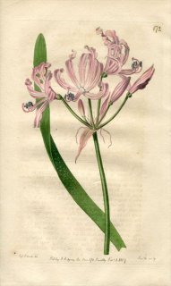 1817ǯ Edwards Botanical Register No.172 ҥХʲ ͥ° ɥ꡼ AMARYLLIS flexuosa