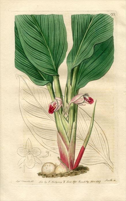 【希少.匿名.翌日発送】Jhon-Richard 絵画 USA 植物 花 額装品 木版画のことなら『木版画 版元 芸艸堂 Woodblock print』