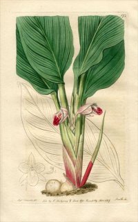 1817ǯ Edwards Botanical Register No.173 祦 ܥ٥륮° KAEMPFERIA pandurata