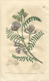 1817ǯ Edwards Botanical Register No.176 ޥ ° ASTRAGALUS caryocarpus