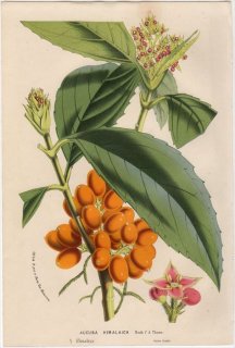 1857年 Van Houtte ヨーロッパの植物 ガリア科 アオキ属 ヒマラヤアオキ AUCUBA HIMALAICA
