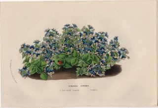 1857年 Van Houtte ヨーロッパの植物 オオバコ科 クワガタソウ VERONICA SYRIACA
