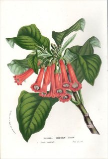 1857年 Van Houtte ヨーロッパの植物 ナス科 イオクロマ属 IOCHROMA COCCINEUM