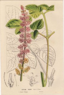 1857年 Van Houtte ヨーロッパの植物 ユキノシタ科 チダケサシ属 オオチダケサシ ASTILBE RUBRA