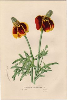 1857年 Van Houtte ヨーロッパの植物 キク科 ラチビダ属 OBELISCARIA PULCHERRIMA
