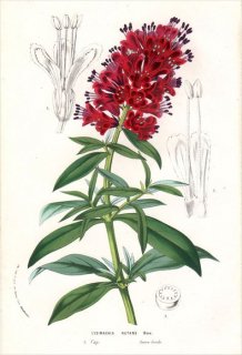 1857年 Van Houtte ヨーロッパの植物 サクラソウ科 オカトラノオ属 LYSIMACHIA NUTANS