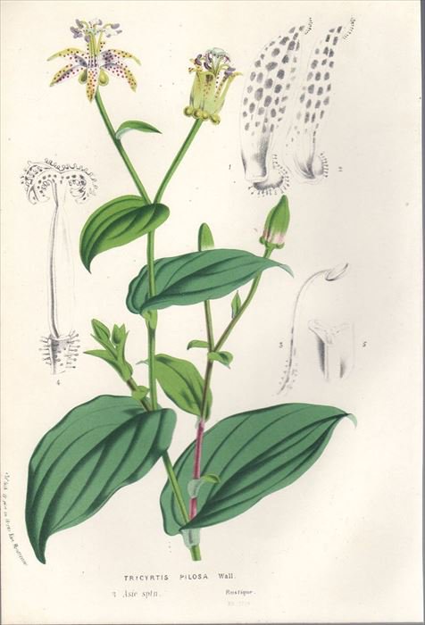 1857年 Van Houtte ヨーロッパの植物 多色石版画 キク科 ラチビダ属 Obeliscaria pulcherrima - 美術品