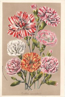 1857年 Van Houtte ヨーロッパの植物 ナデシコ科 ナデシコ属 カーネーション OEILLETS REMONTANTS