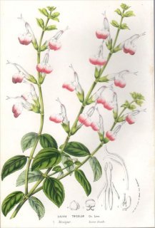 1857ǯ Van Houtte 衼åѤοʪ  ° SALVIA TRICOLOR ӥ