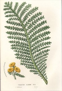 1857年 Van Houtte ヨーロッパの植物 キク科 ヨモギギク属 TANACETUM ELEGANS