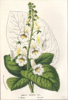 1857年 Van Houtte ヨーロッパの植物 イワタバコ科 スミチアンタ属 NAEGELIA AMABILIS