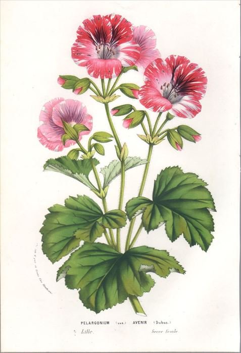 1857年 Van Houtte ヨーロッパの植物 フウロソウ科 テンジクアオイ属 モンテンジクアオイ PELARGONIUM AVENIR -  アンティークプリント 博物画 ボタニカルアートの通販サイト Spirito di Artigiano