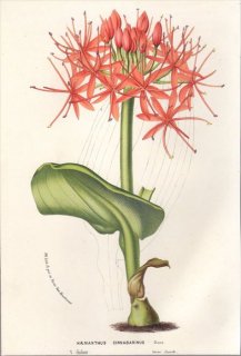 1857年 Van Houtte ヨーロッパの植物 ヒガンバナ科 スカドクスス属 HAEMANTHUS CINNABARINUS