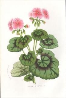 1857ǯ Van Houtte 衼åѤοʪ ե ڥ르˥ COUNTESS OF BECTIVE(PELARGONIUM)