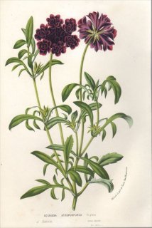 1857年 Van Houtte ヨーロッパの植物 スイカズラ科 シクサリクス属 セイヨウマツムシソウ SCABIOSA ATROPURPUREA