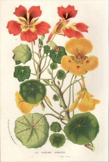 1857年 Van Houtte ヨーロッパの植物 ノウゼンハレン科 キンレンカ属 キンレンカ LES CAPUCINES HERBACEES